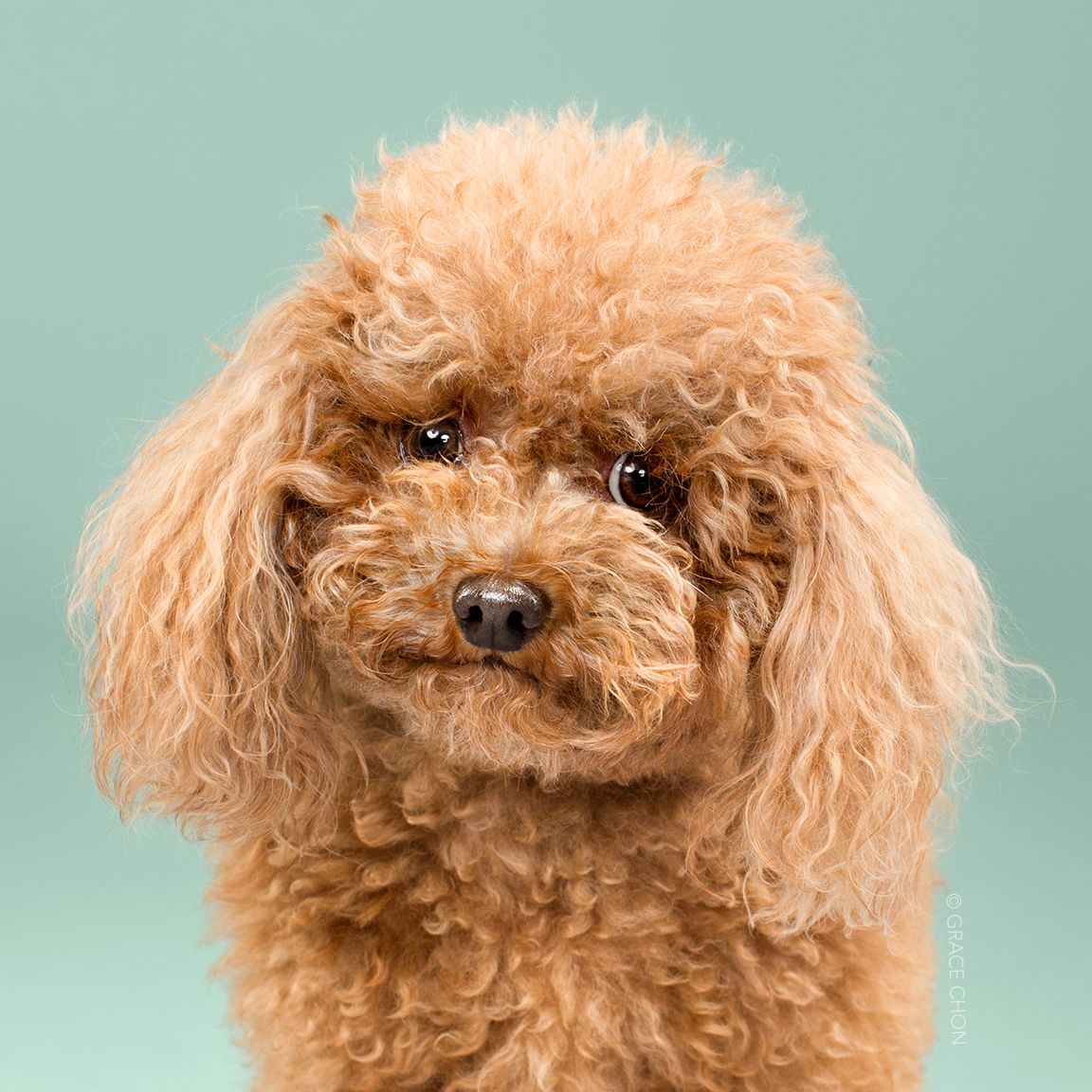 Dog, Mammal, Vertebrate, Canidae, Dog breed, Toy Poodle, Poodle, Miniature Poodle, Carnivore, Maltepoo,