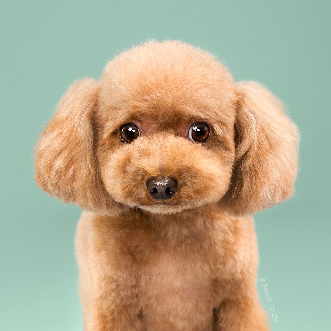 Dog, Mammal, Vertebrate, Canidae, Dog breed, Puppy, Toy Poodle, Maltepoo, Poodle, Miniature Poodle,