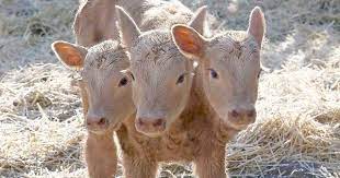 3 Headed Calf Was Born In Saskatchewan