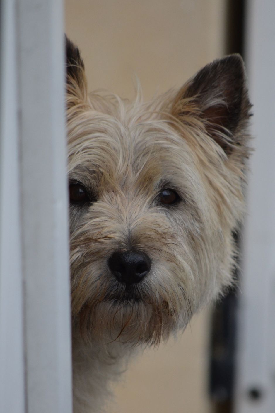 a closeup of a white cairn terrier