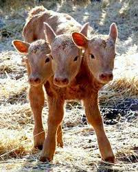 3 Headed Calf Was Born In Saskatchewan