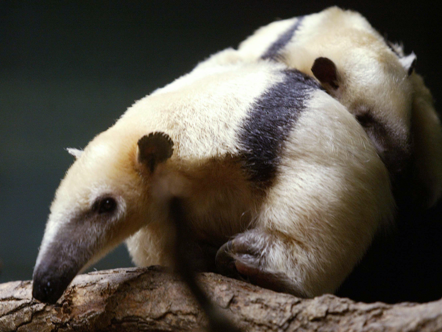 ""Tamandua""