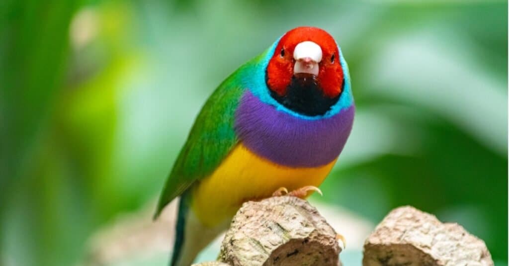 Most Expensive Birds-gouldian finch