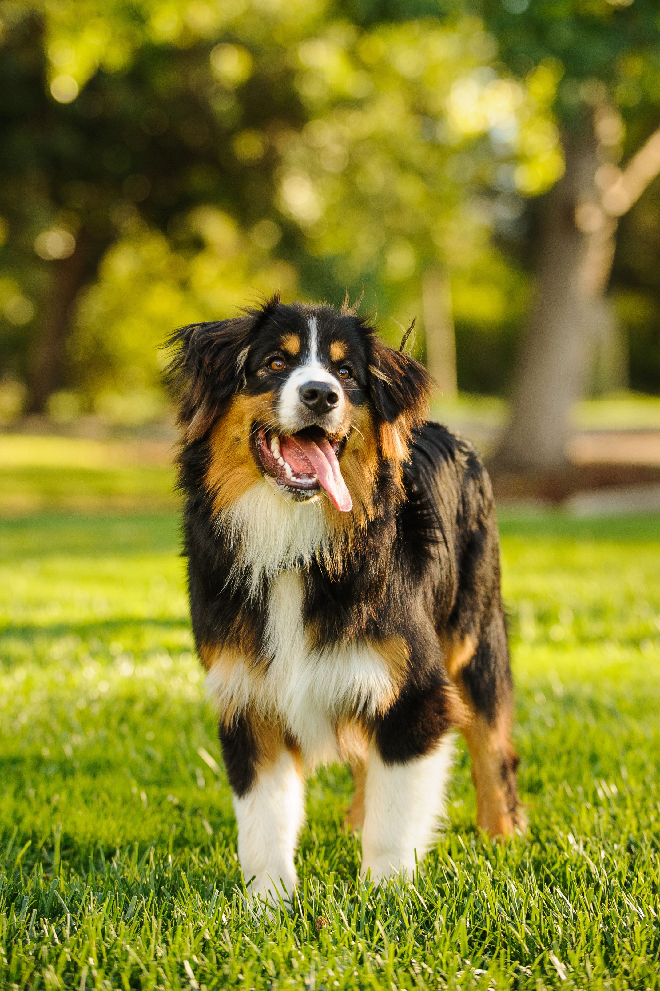 bernese mountain dog