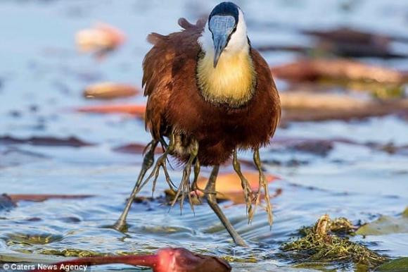 gà lôi nước, African jacana bird, khám phá thiên nhiên