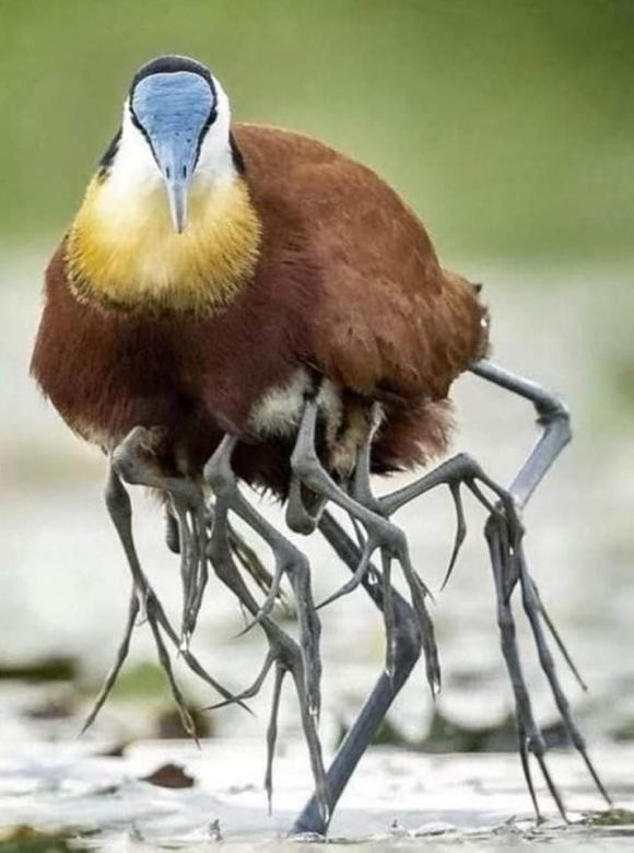 gà lôi nước, African jacana bird, khám phá thiên nhiên