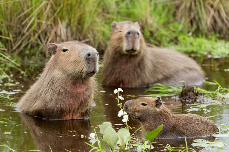 ""capybara"