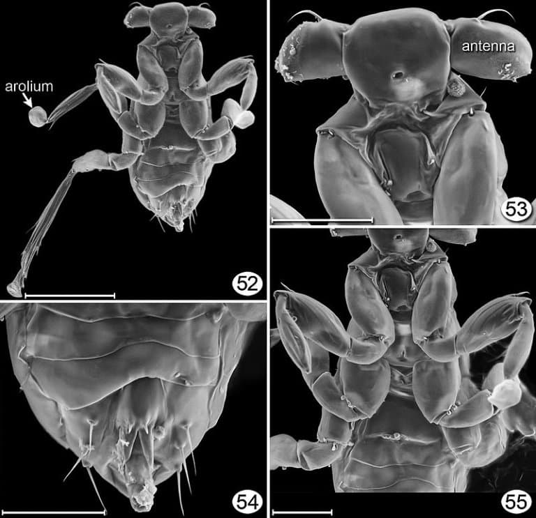 ""Dicopomorpha"