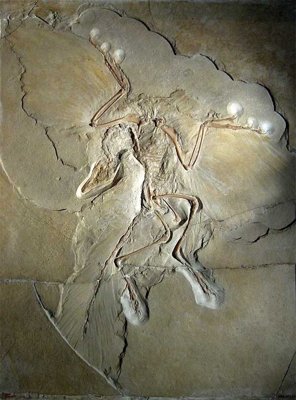 """Archaaeopteryx"""