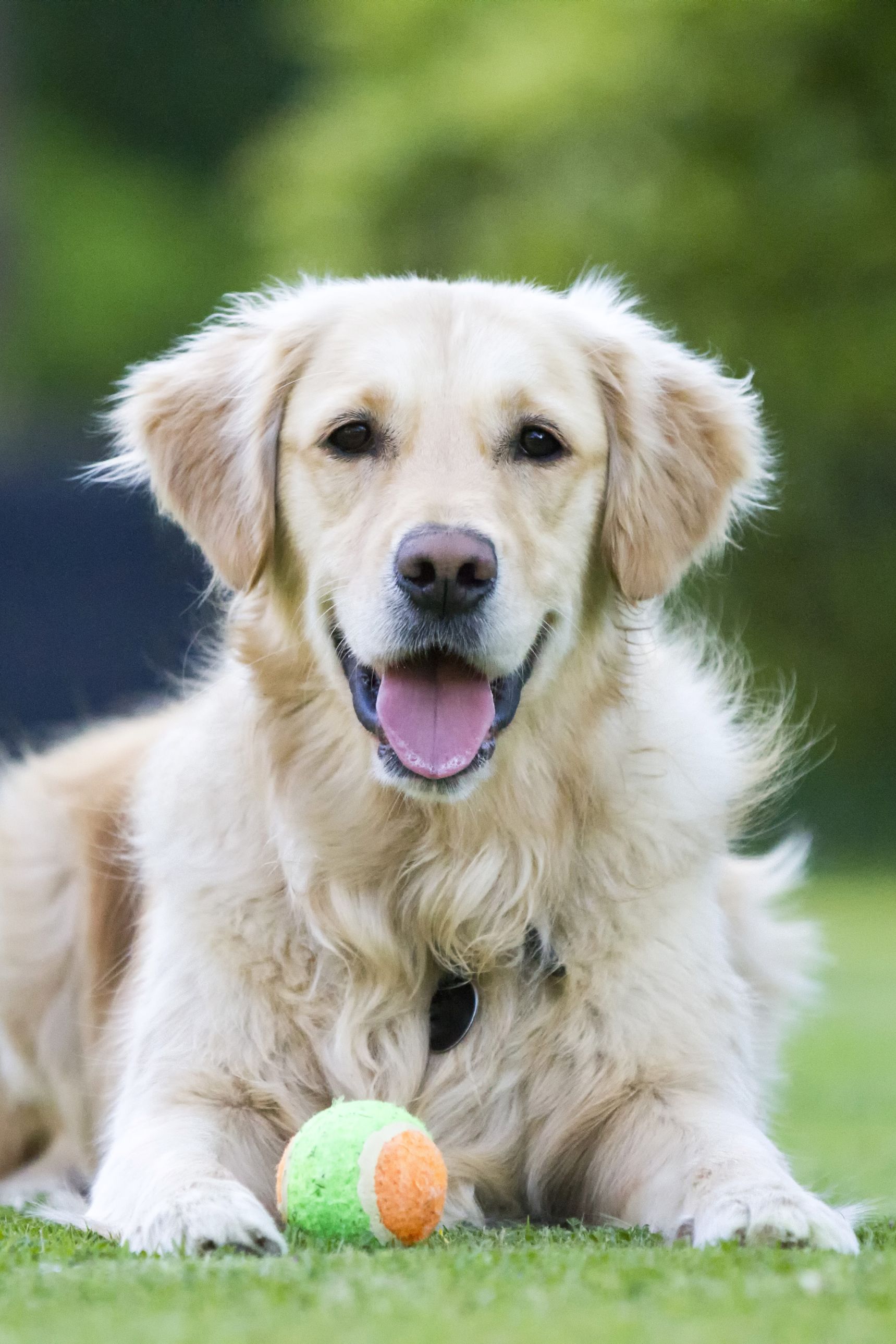 golden retriever