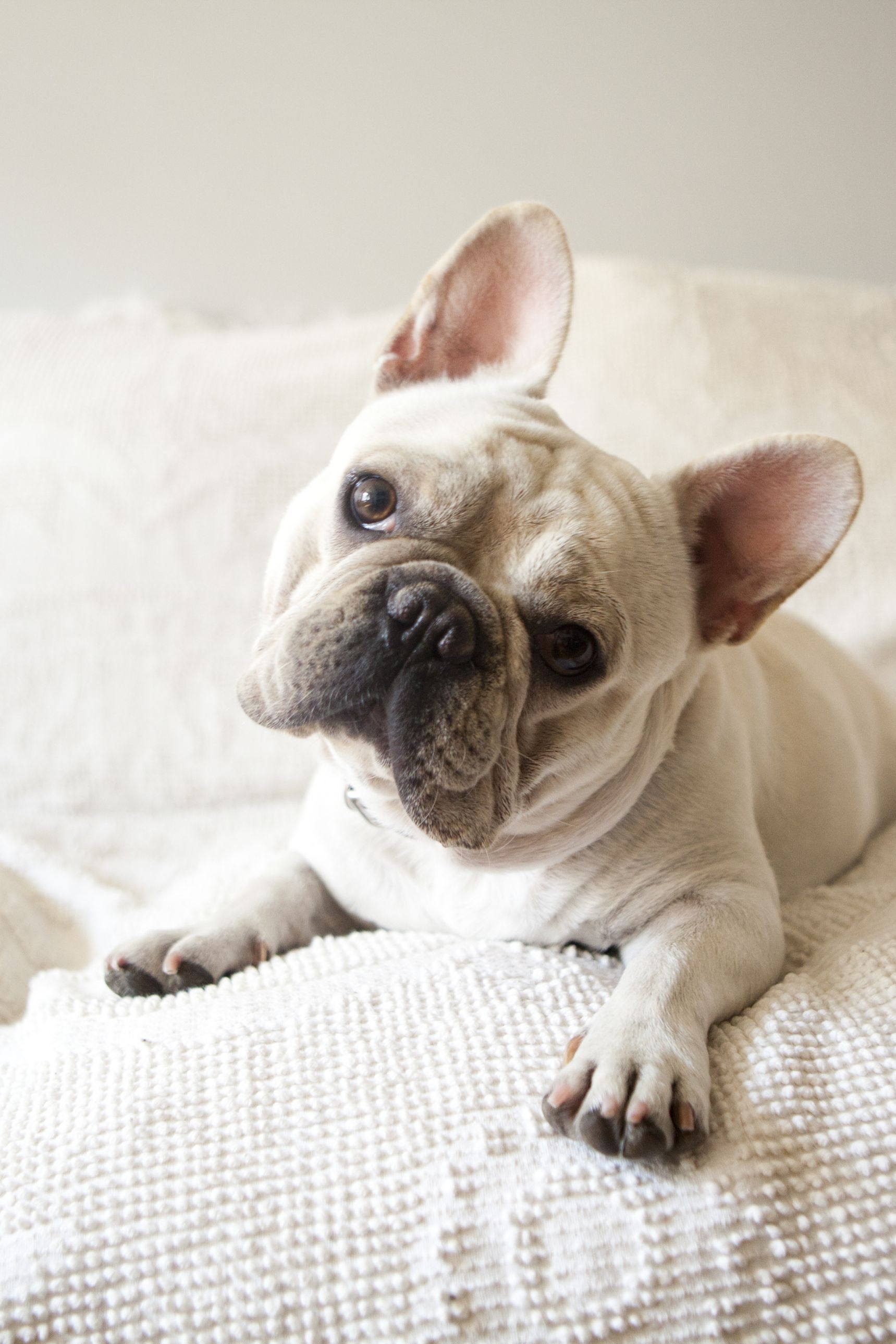 french bulldog