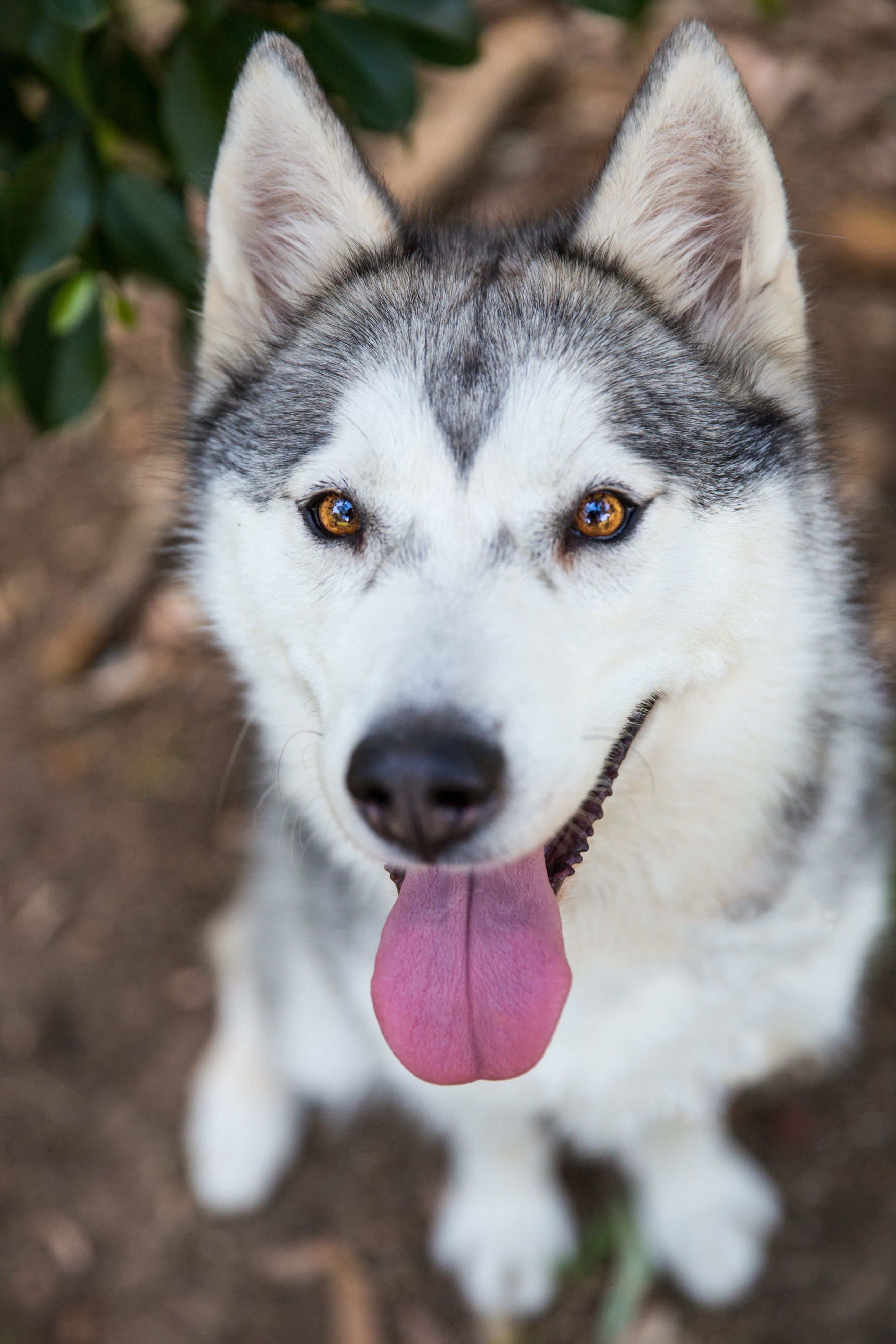 siberian husky