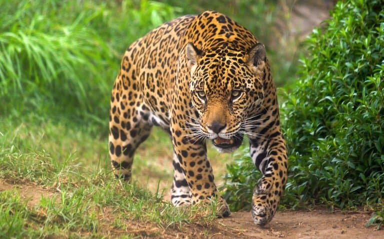 ""Jaguar"