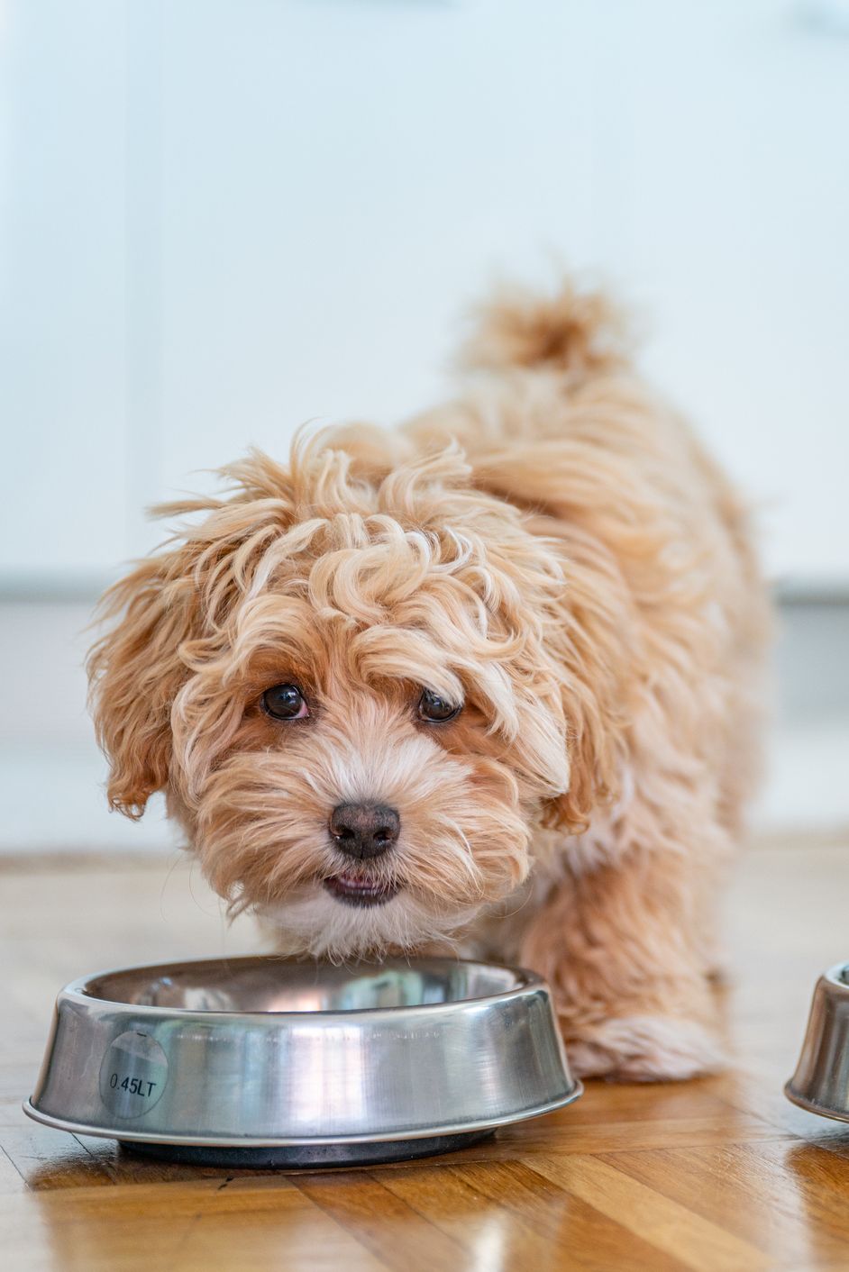 cutest dog breeds — maltipoo