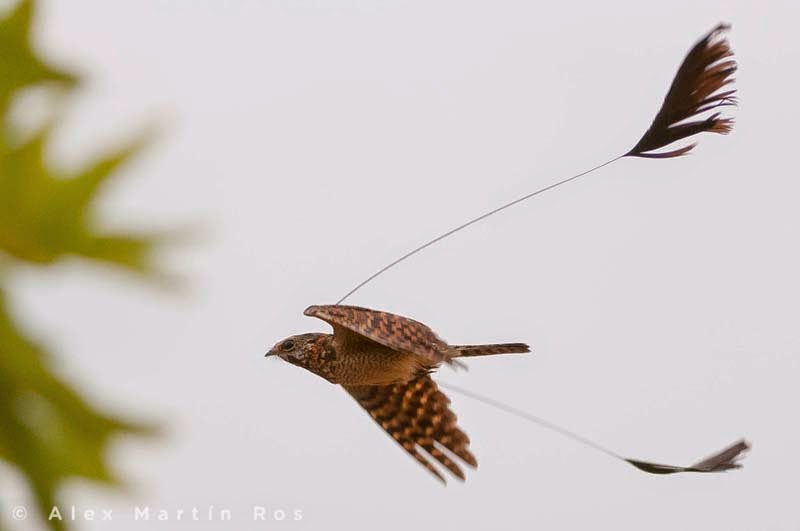 Standard-Winged Nightjar