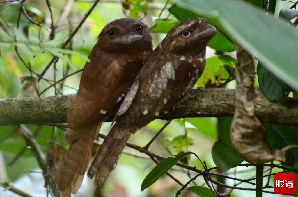 Cú muỗi mỏ quặp Sri Lanka