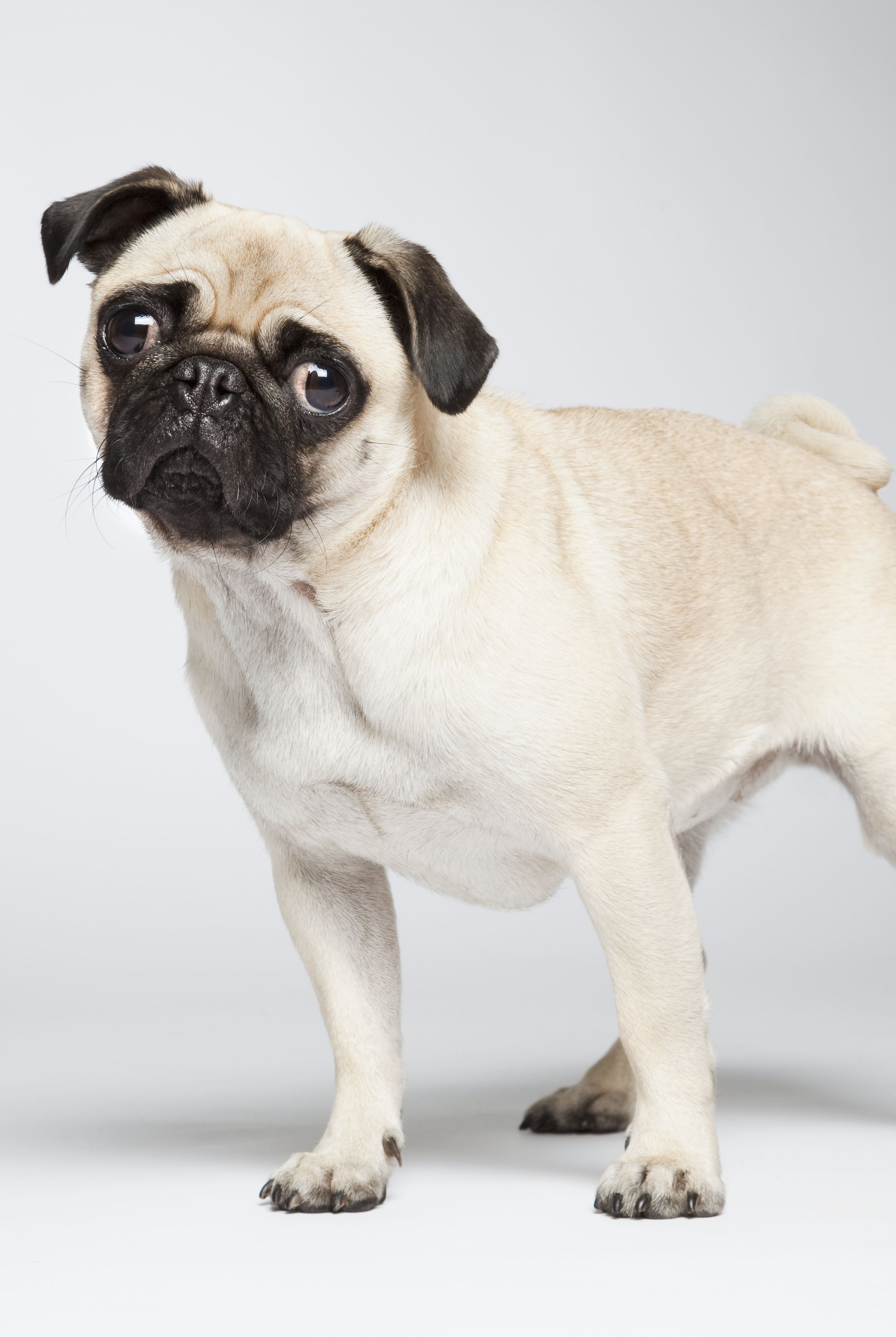 cutest dog breeds — pug