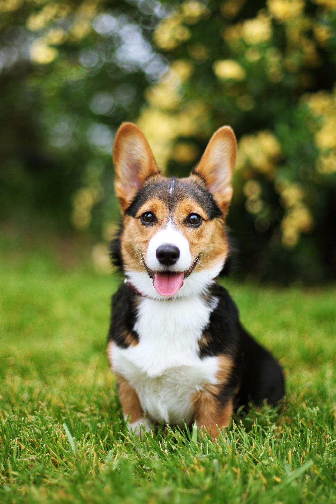 a brown and white pembroke welsh corgi sitting on the grass