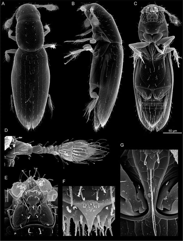 ""Scydosella"