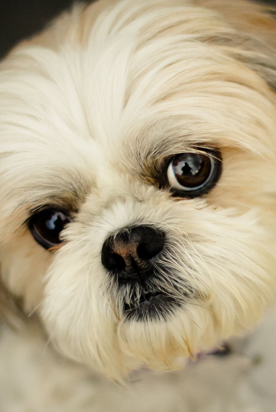 cutest dog breeds shih tzu