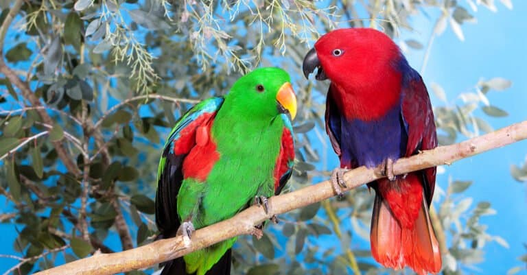 ""Eclectus"