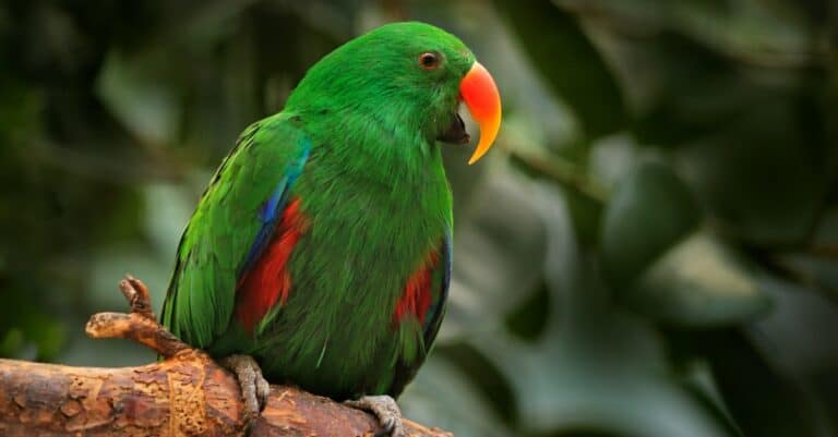 ""Eclectus"