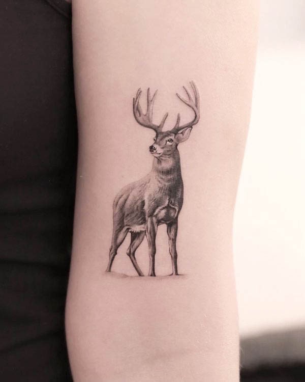 Realistic small deer tattoo by @tingting_tattoo