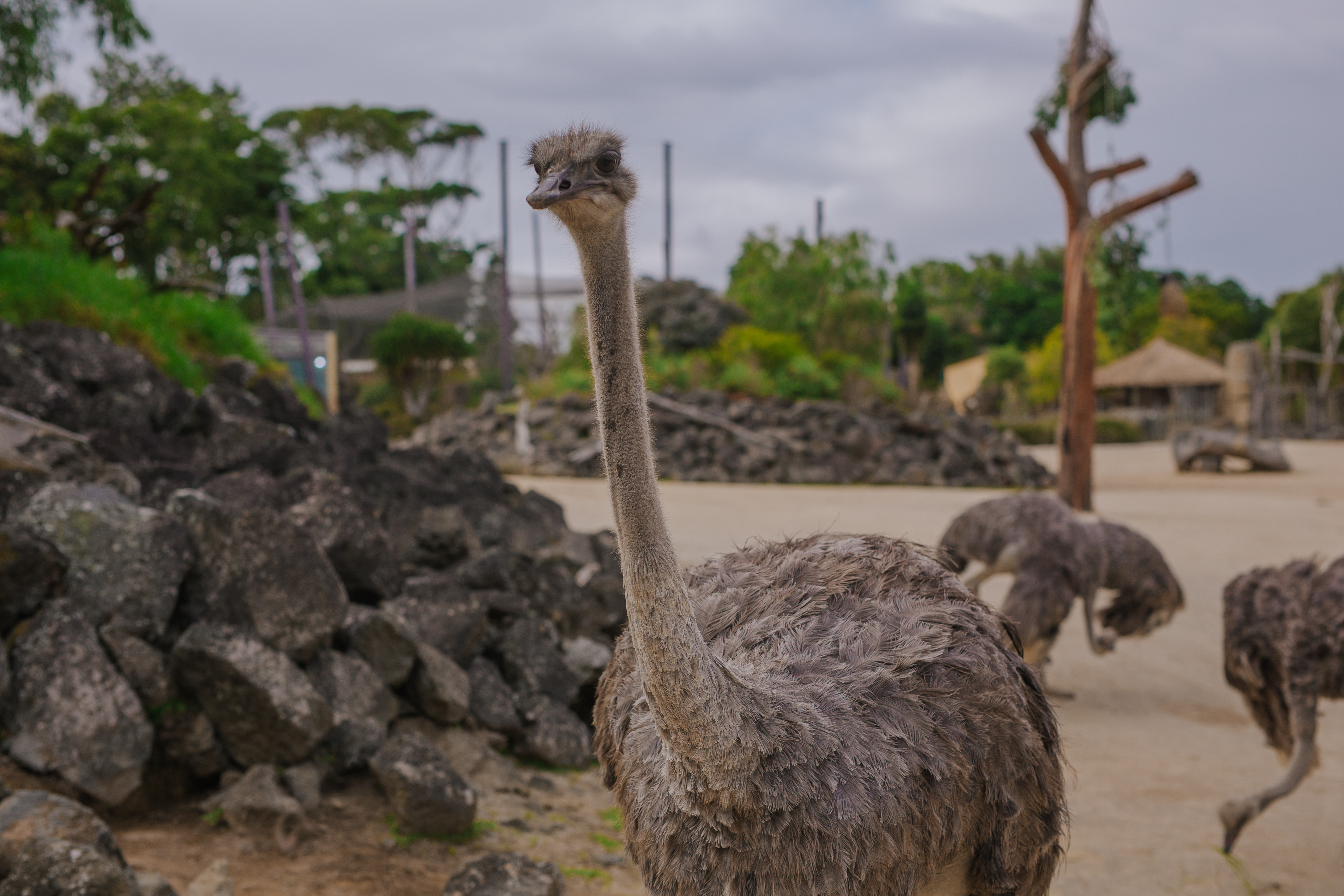 ""https://wonderfulfantastic.com/wp-content/uploads/2024/01/auckland-zoo-ostriches-90221-34.jpg""