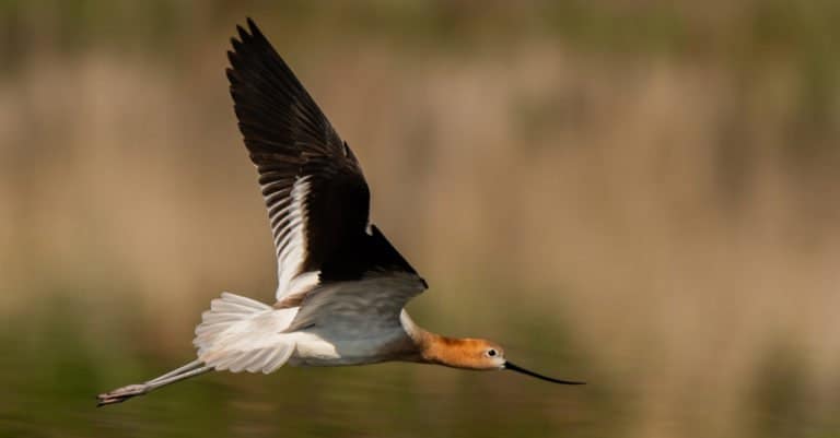 ""Avocet"