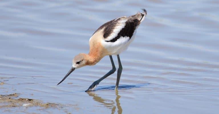 ""Avocet"