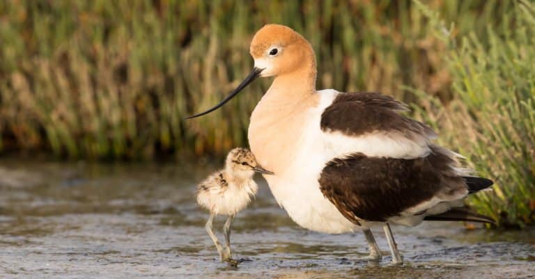 ""Avocet"