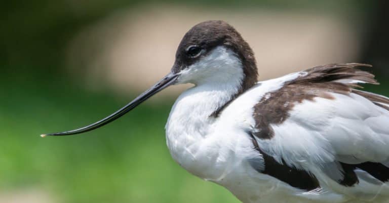 ""Avocet"