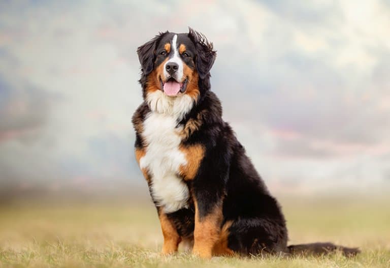 ""Bernese"