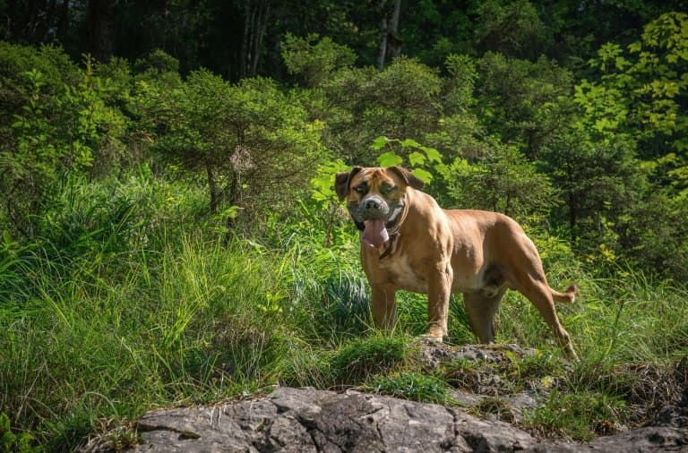 ""Boerboel""