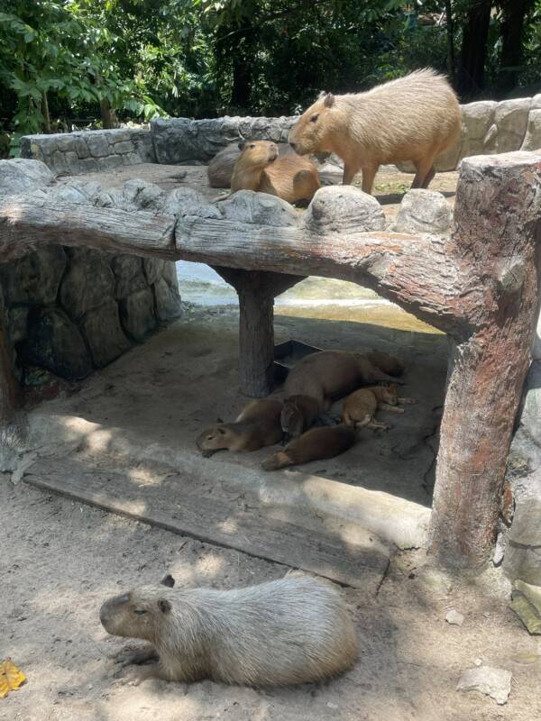 ""Capybara"