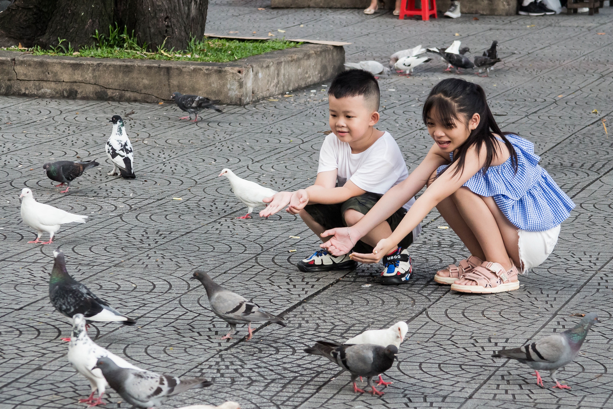 TP.HCM: Nhiều loài động vật thiên nhiên về sống giữa phố xá, có cả chim quý hàng nghìn đô - Ảnh 3.