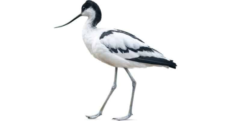 ""Avocet"