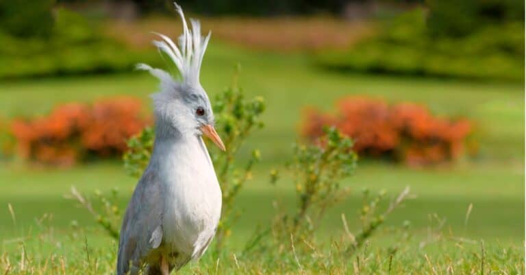 ""kagu"