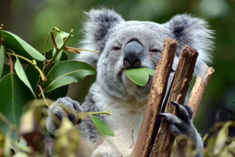 ""koala"