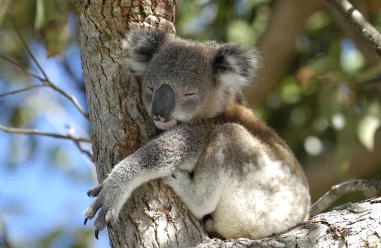 ""Koala"