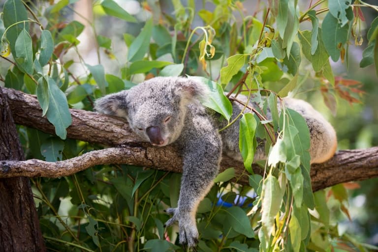 ""Koala"