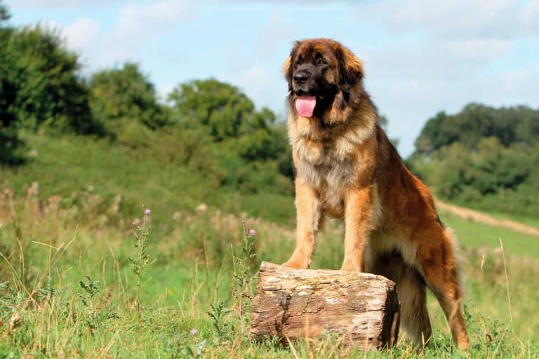 ""Leonberger""