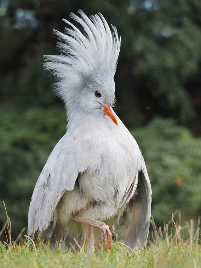 ""Kagu"