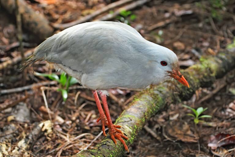 ""Kagu"