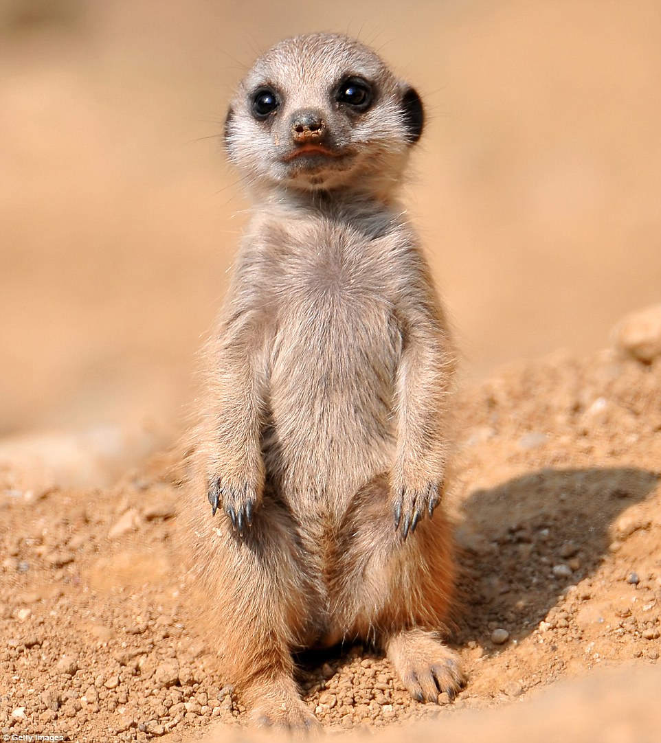 """"Meerkat,"""