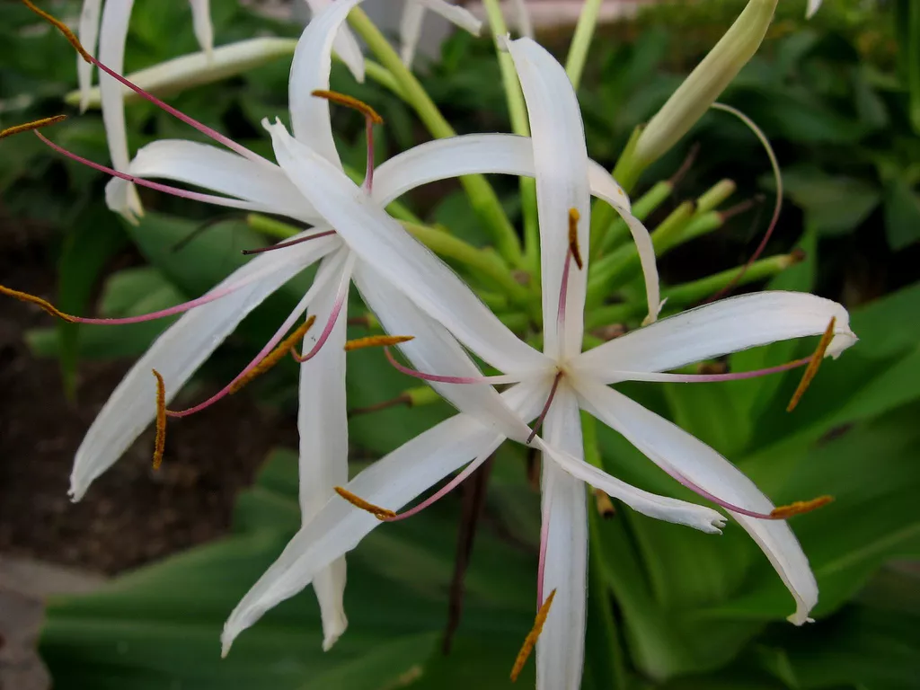 ""Crinum-lily.Flickr.Himanshu-Sarpotdar.jpg""