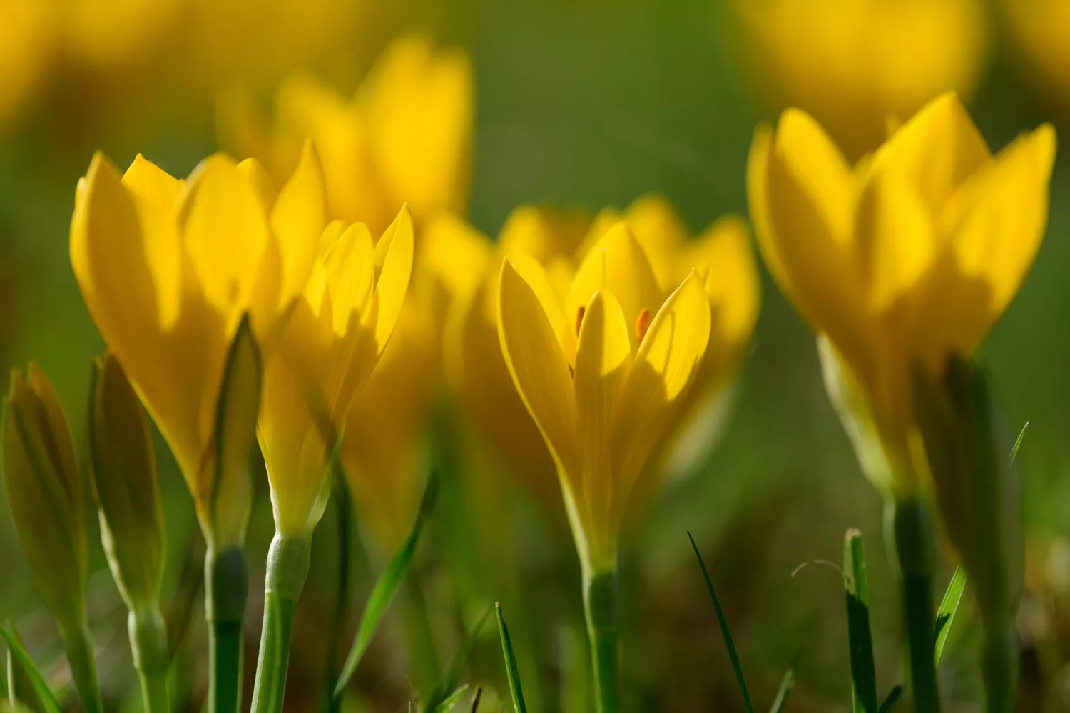 ""Colchicum""