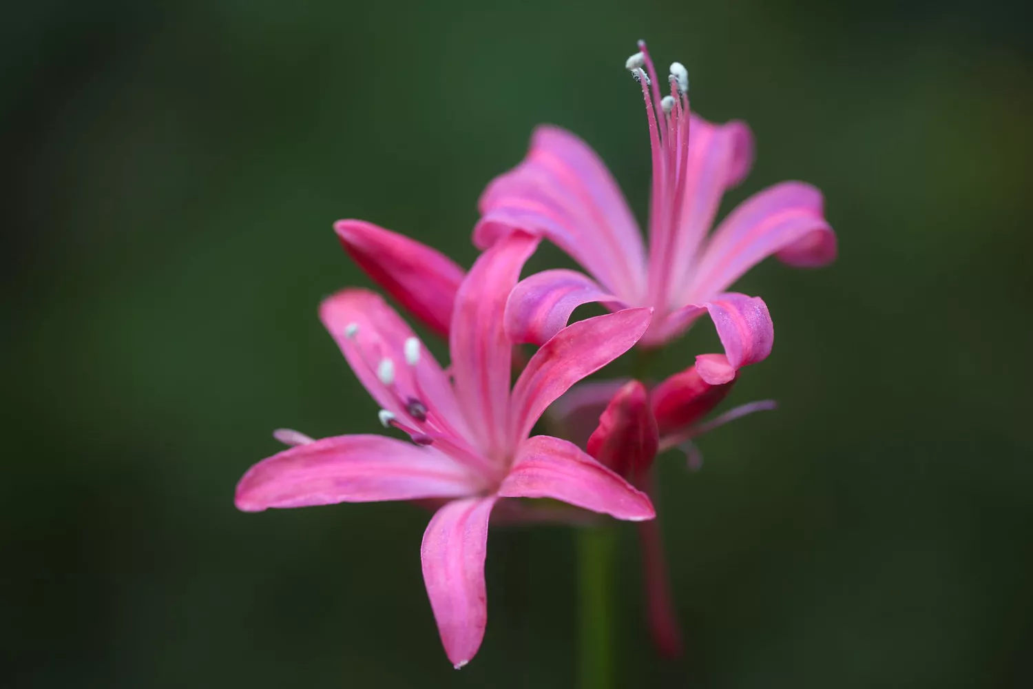 ""Nerine""