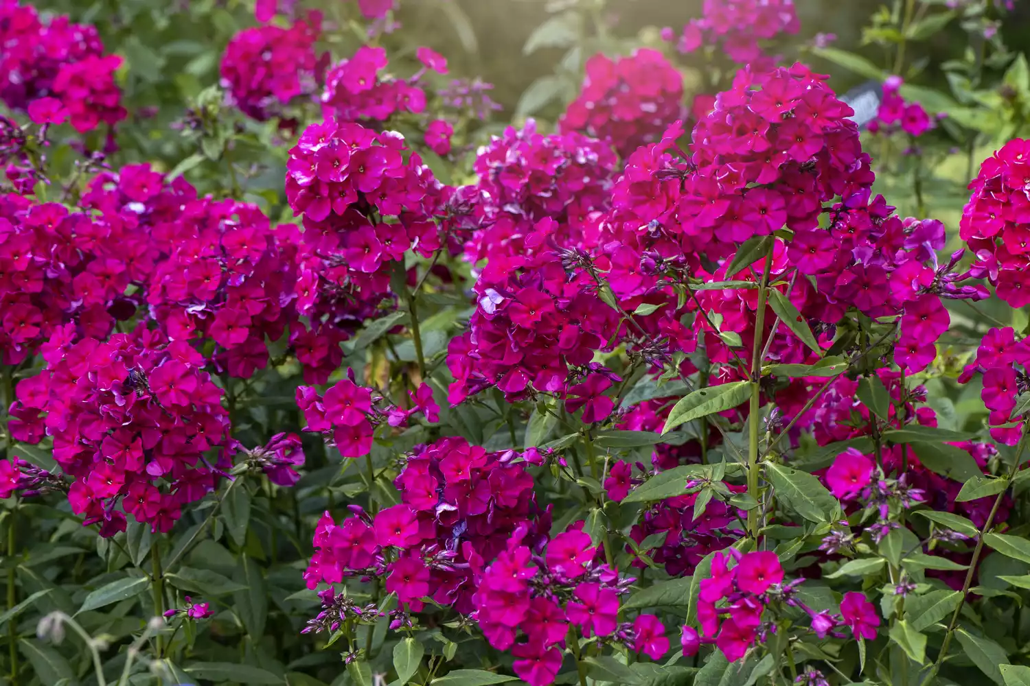 ""Phlox"