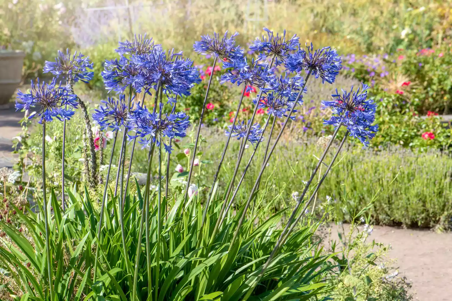 ""Agapanthus"